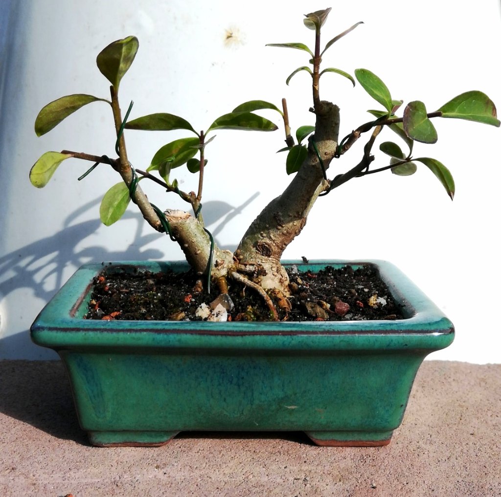 Ligustrum_#2_geschnitten.jpg