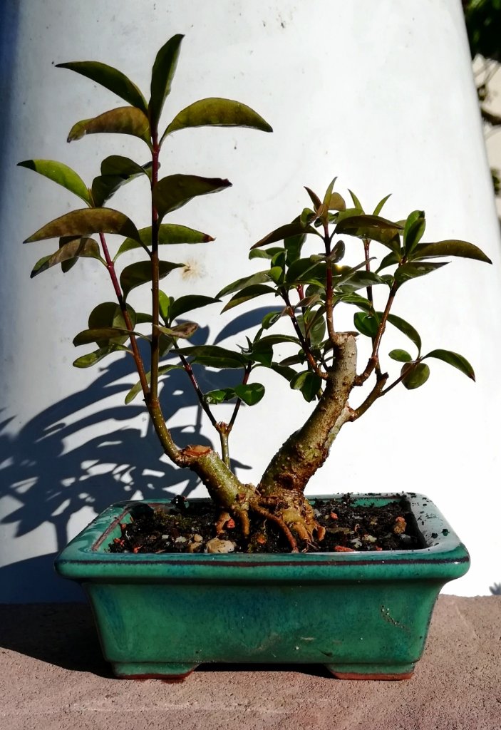 Ligustrum_#2_ungeschnitten.jpg