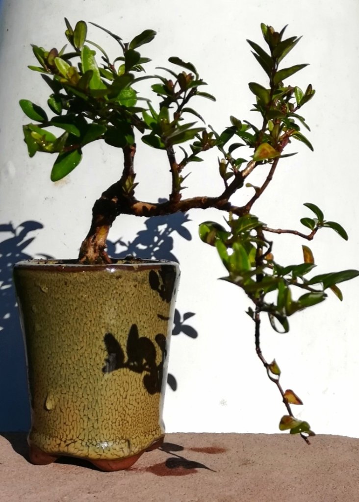 Lonicera_nitida_#1.jpg
