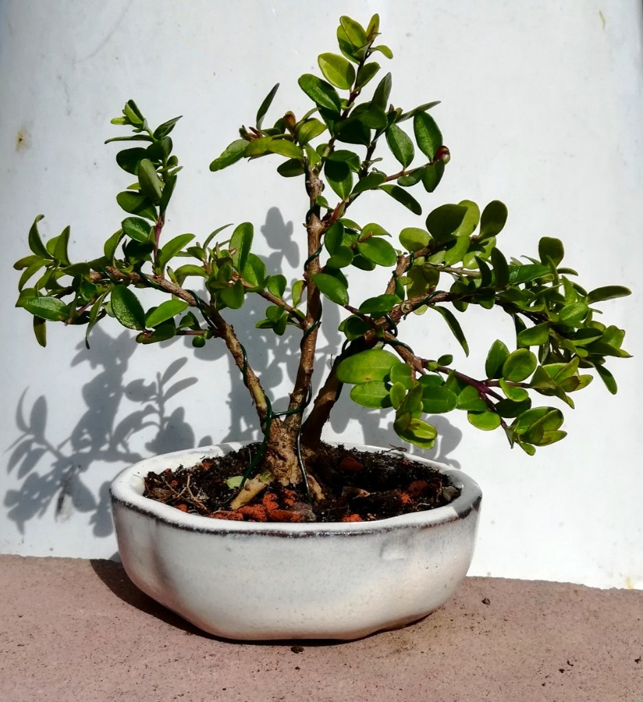 Lonicera_nitida_#2.jpg