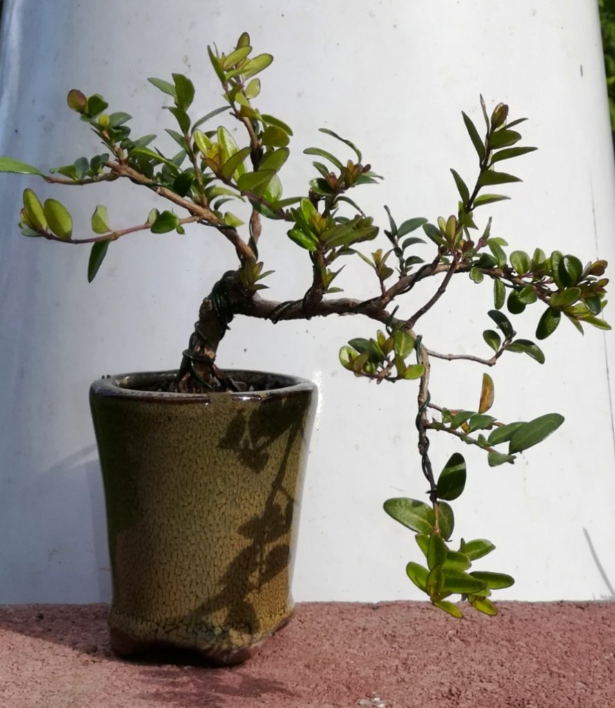 Lonicera_nitida_#1_bearbeitet.jpg