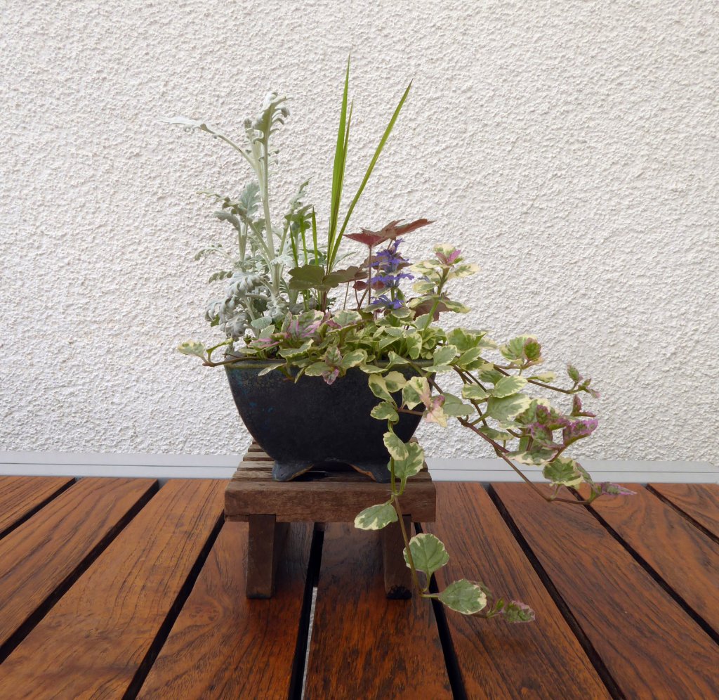Silberblatt Jacobaea, panaschierter Günsel, Heuchera, Japangras