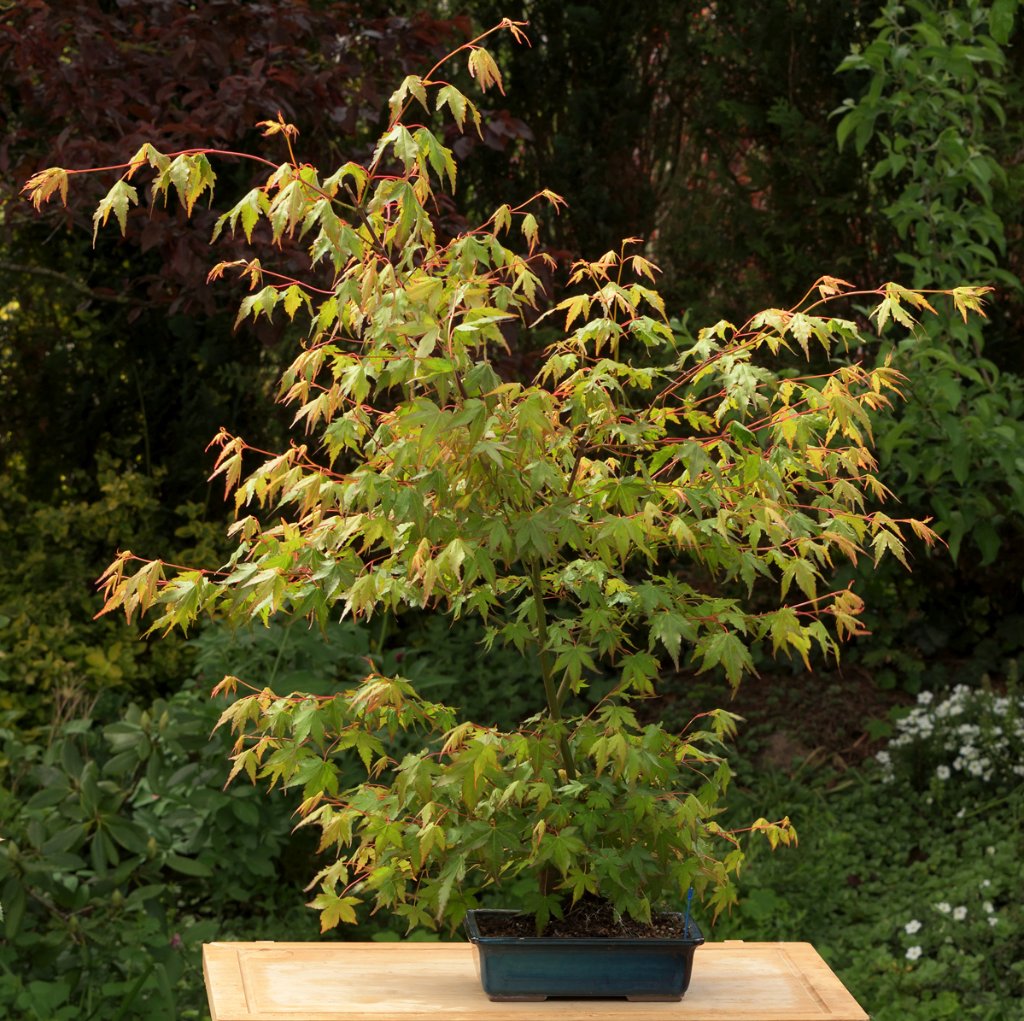 Acer palmatum