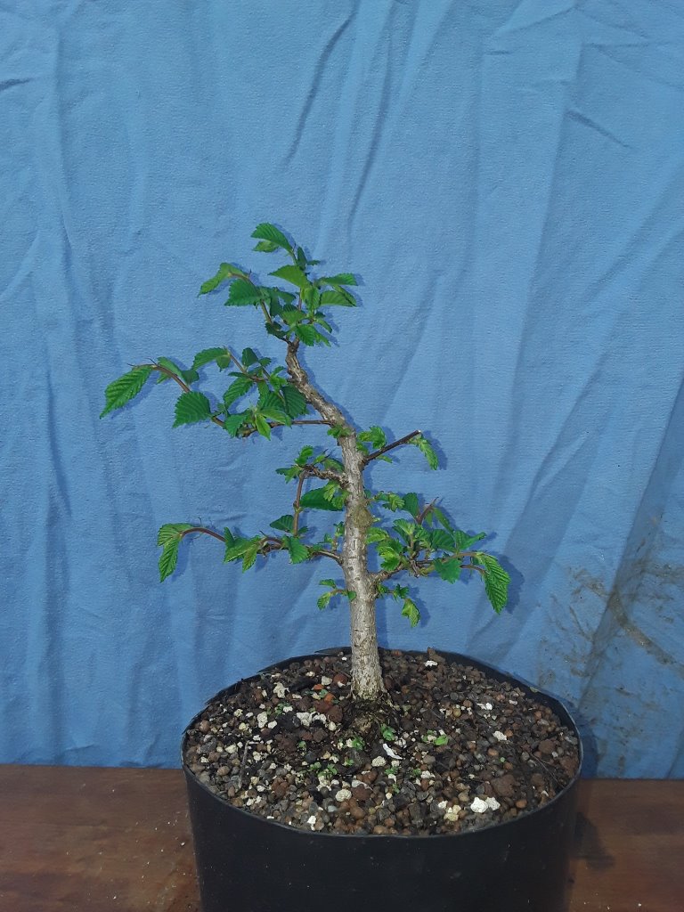 2018 - 03.jpg