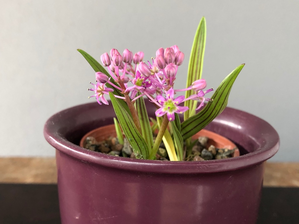 Ledebouria, Höhe 4 cm
