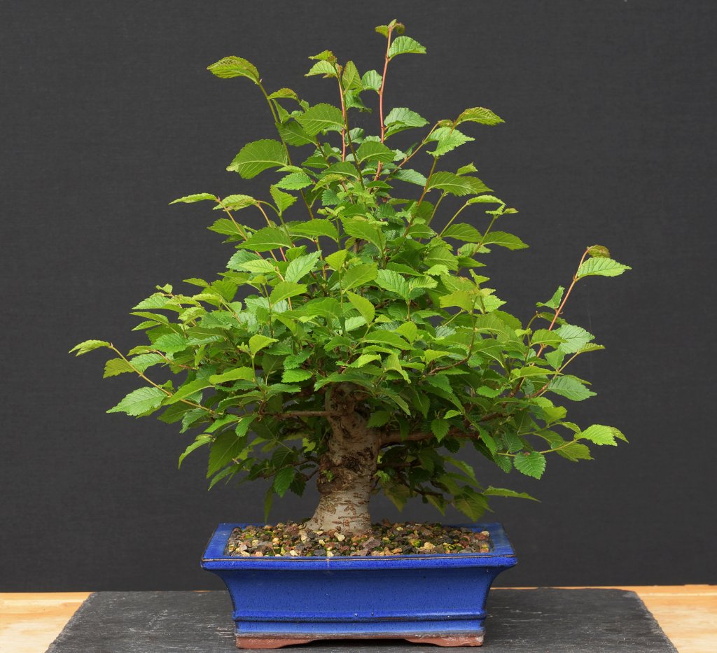Austrieb