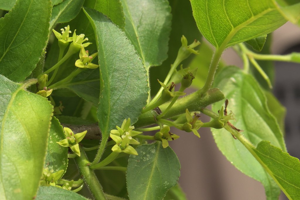 Blüte