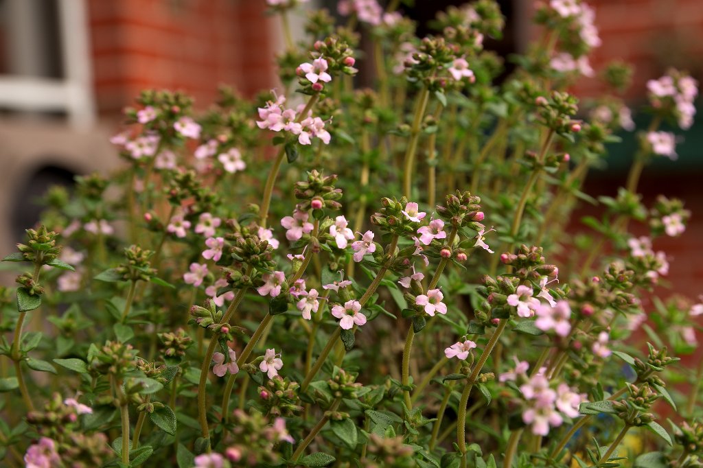 Blüte