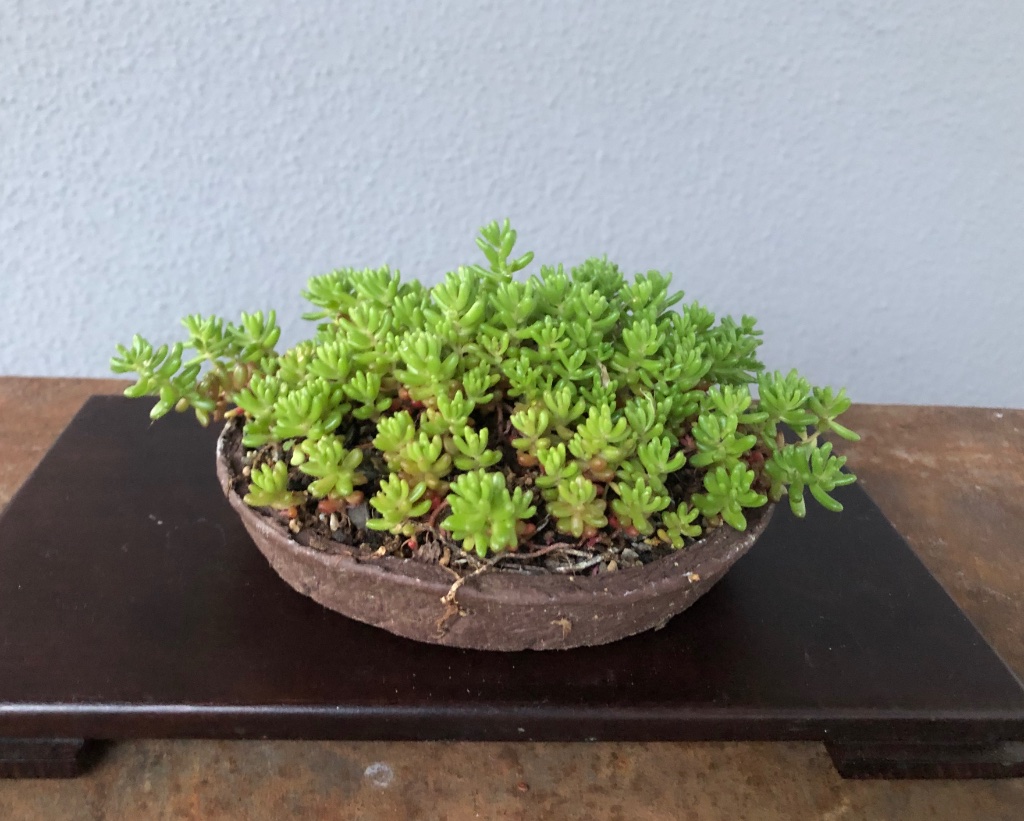 Sedum
