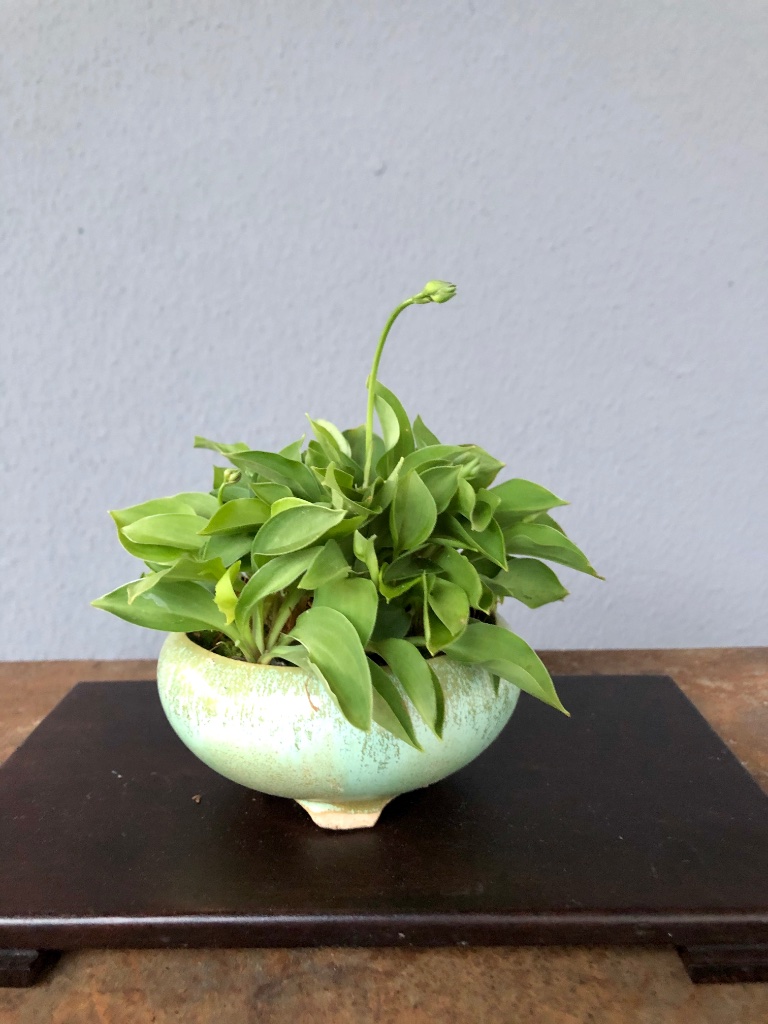 Hosta vermutlich H. venustra