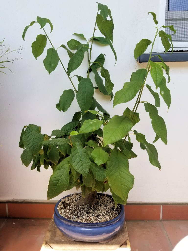 Prunus.padus.20200530_1.jpg