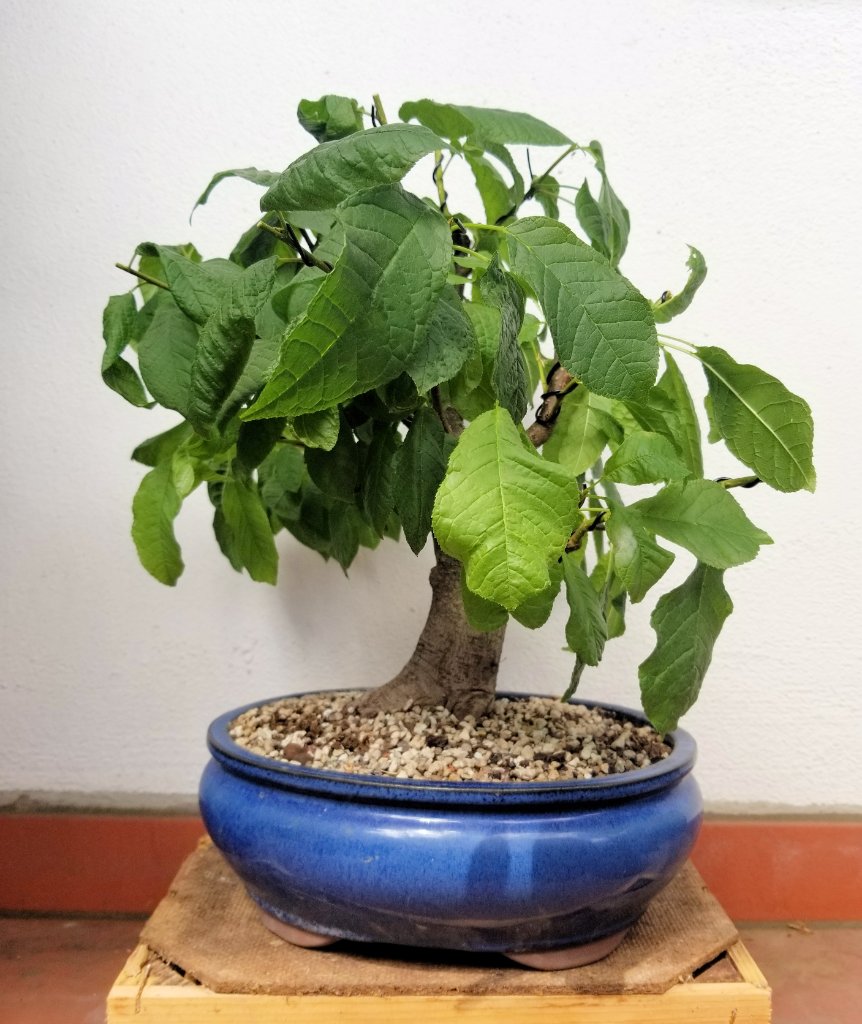 Prunus.padus.20200530_2.jpg