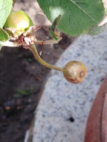 Der befallene Apfel