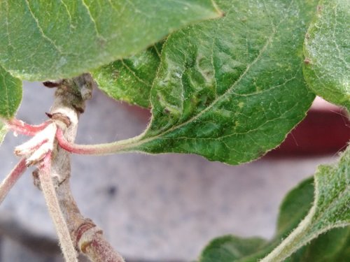 Krauses Blatt