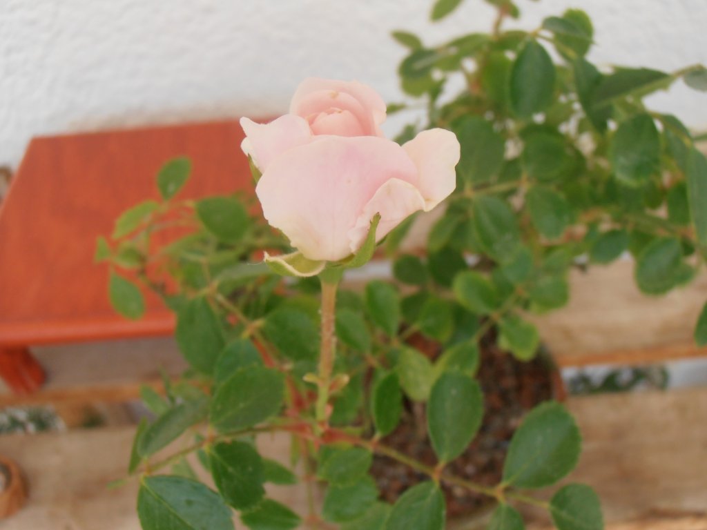 P5310253.JPG