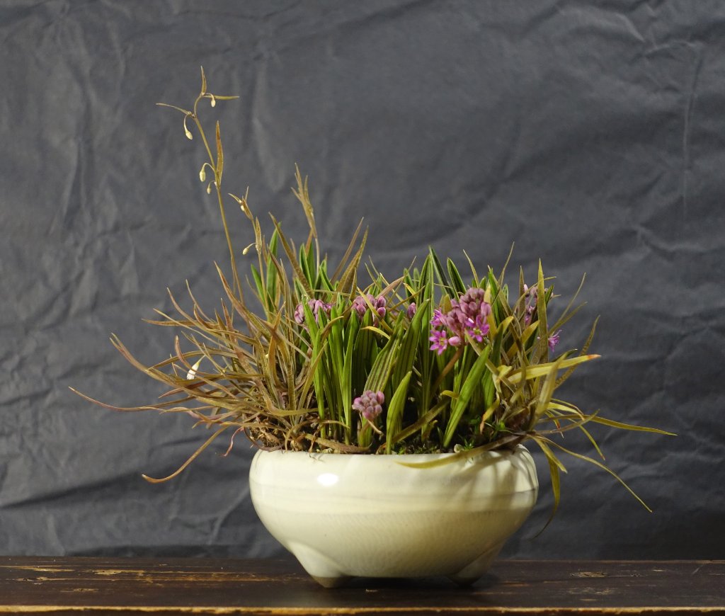 in dieses Ledebouria-Schälchen sind ein paar Felsenlilien mit eingezogen - zwei, die sich anscheinend mögen