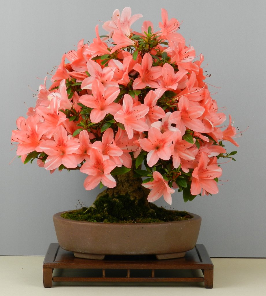2Goho-no-Hikari.JPG