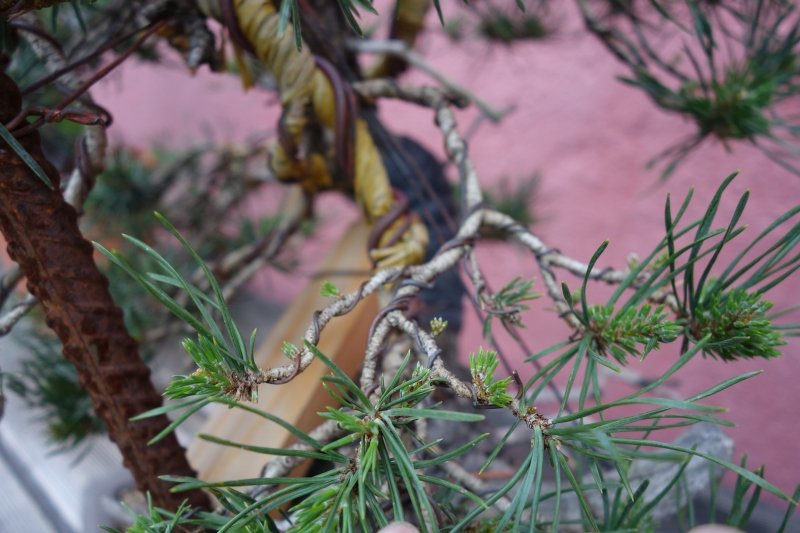 DSC03533.jpg
