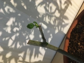 Nachher. Mit Drahtnarben
