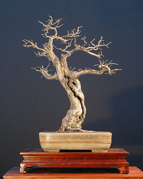 Stieleiche, Quercus robur