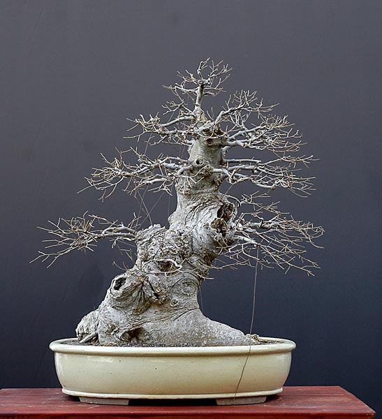 Europäischer Zürgelbaum, Celtis australis, in Entwicklung