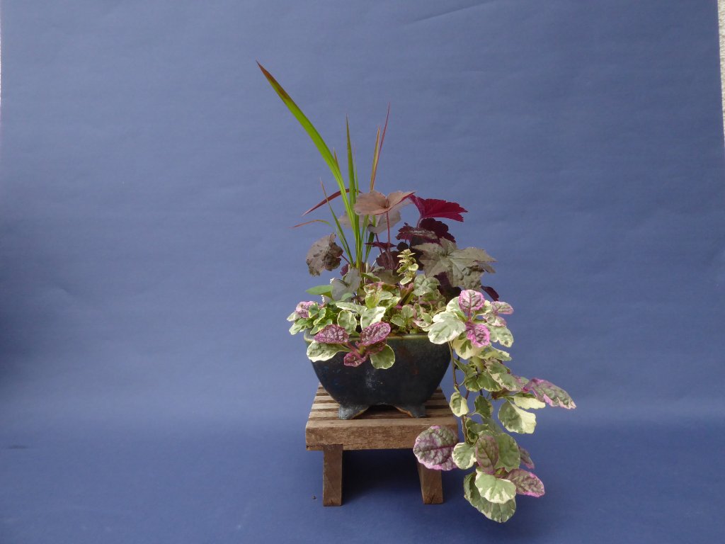 Japan-Blutgras, Purpurglöckchen Heuchera, kriechender Günsel Ajuga reptans panaschiert