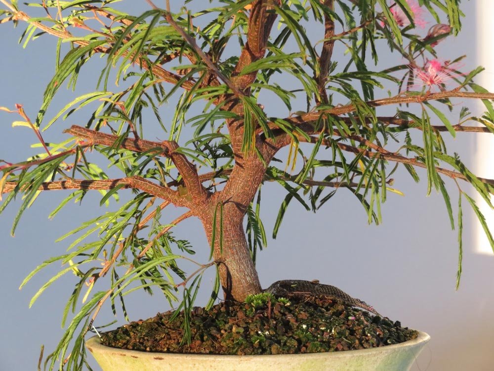 2017_Bonsai-Privat-450.jpg