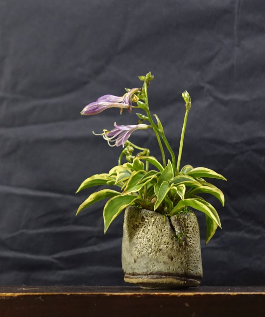 diese winzige Hosta hat in diesem Jahr nicht weniger als 5 Blütenstängel getrieben, die jetzt nach und nach aufblühen; das Pflänzchen ist etwa 7cm hoch<br />Schale Horst Heinzlreiter