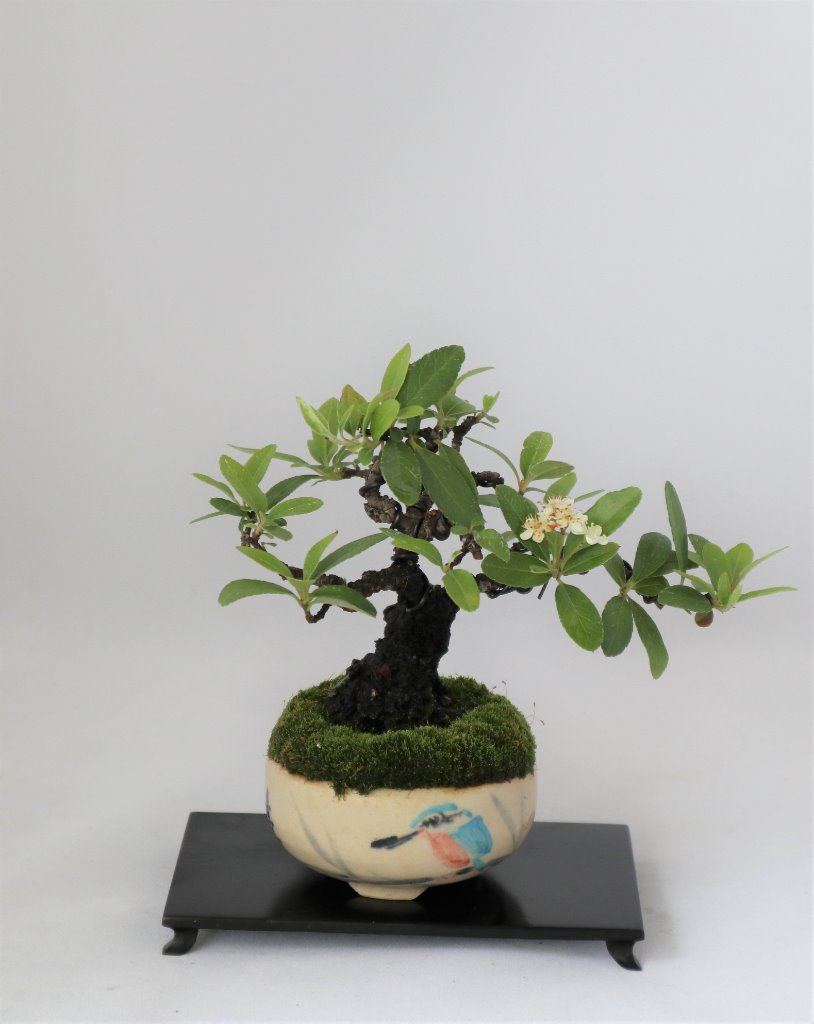 Feuerdorn, Schale Nakamura-Zeko, Höhe 10,5 cm, Stamm 4 cm