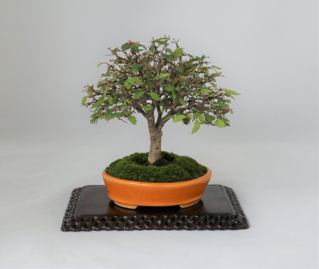 Zelkova serrata, Schale Shibakatsu, Höhe 12 cm
