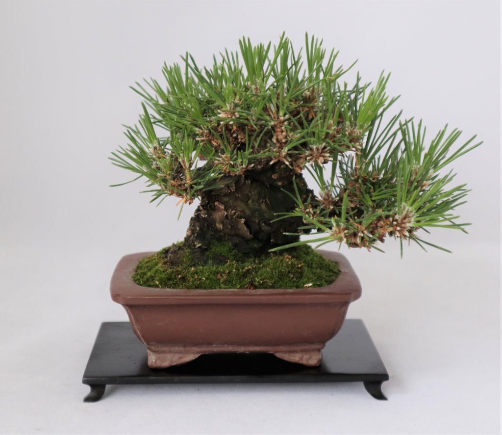 Pinus thunbergii, Schale Tokoname, Höhe 10 cm