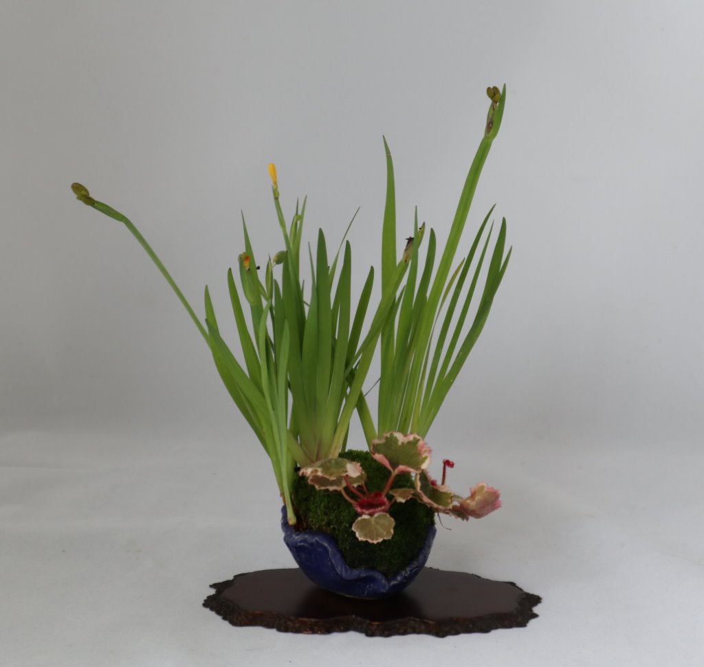 gelbe + blaue Binsenlillie mit Saxifraga Tricolor, Schale Tschechien