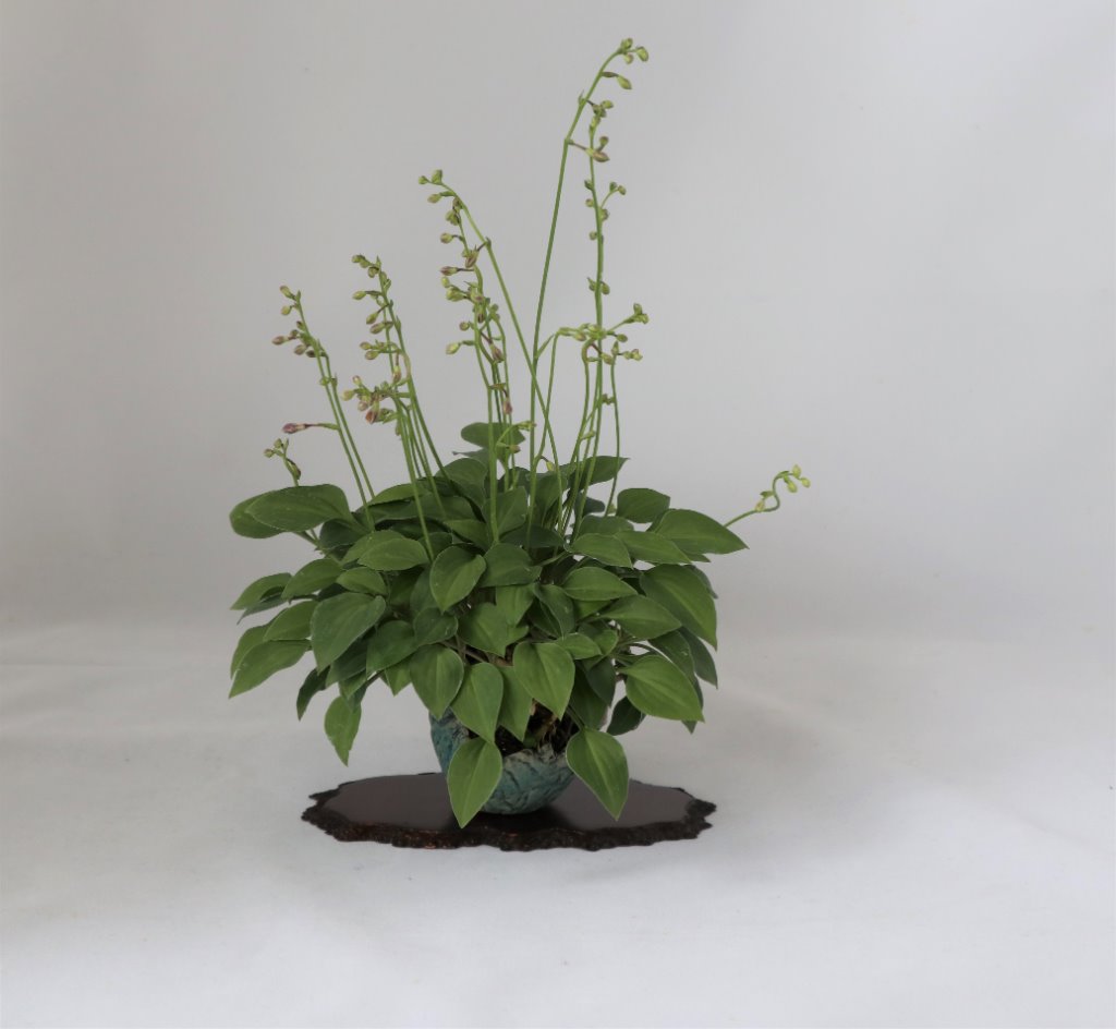 Mini Hosta, Schale Klika/Kuratkowa