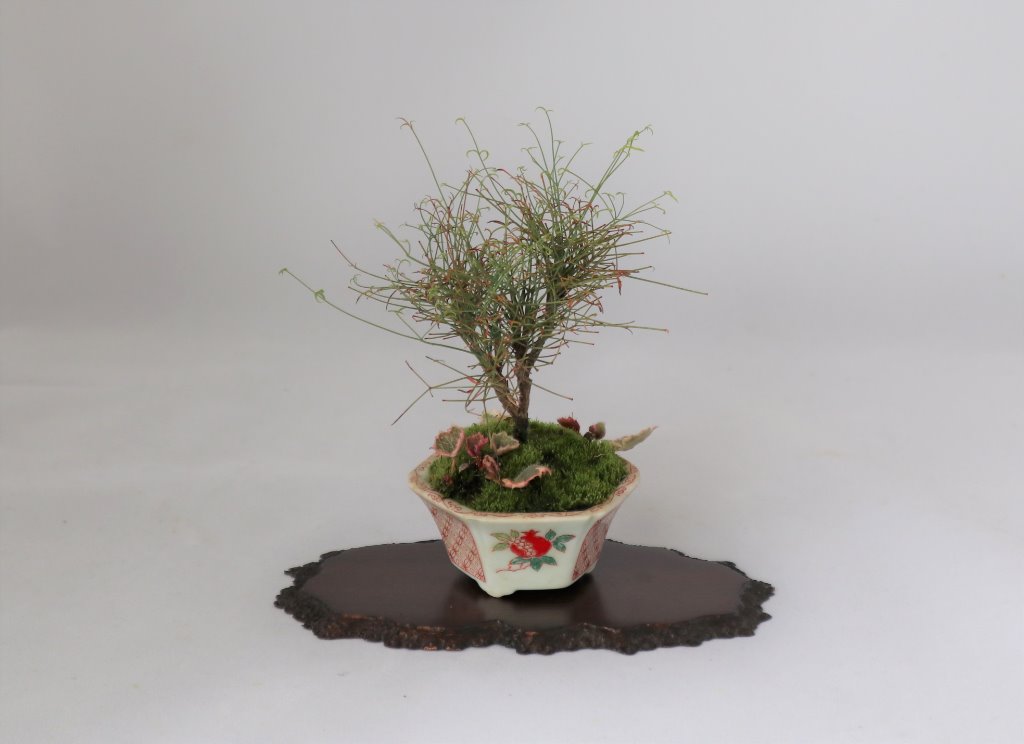 Mini Nandine, Saxifraga tricolor, Porzellan Schale Japan antik