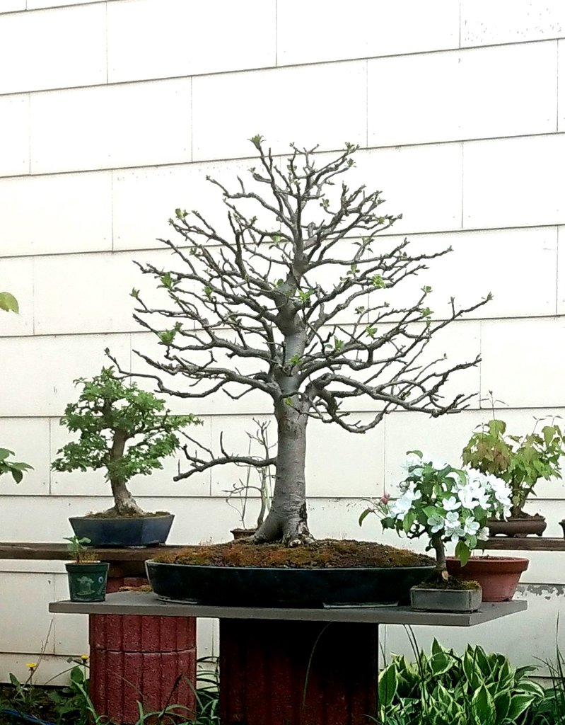 Malus sylvestris 4-2020.JPG
