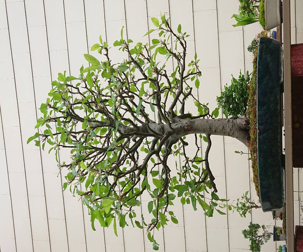 Malus sylvestris 06-2020.JPG