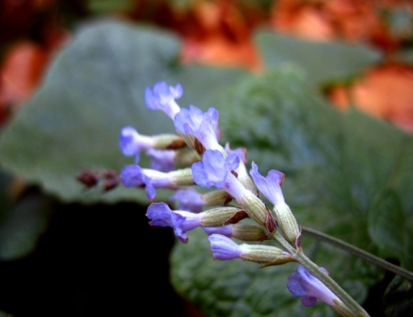 new_Lavendel Nov06.jpg