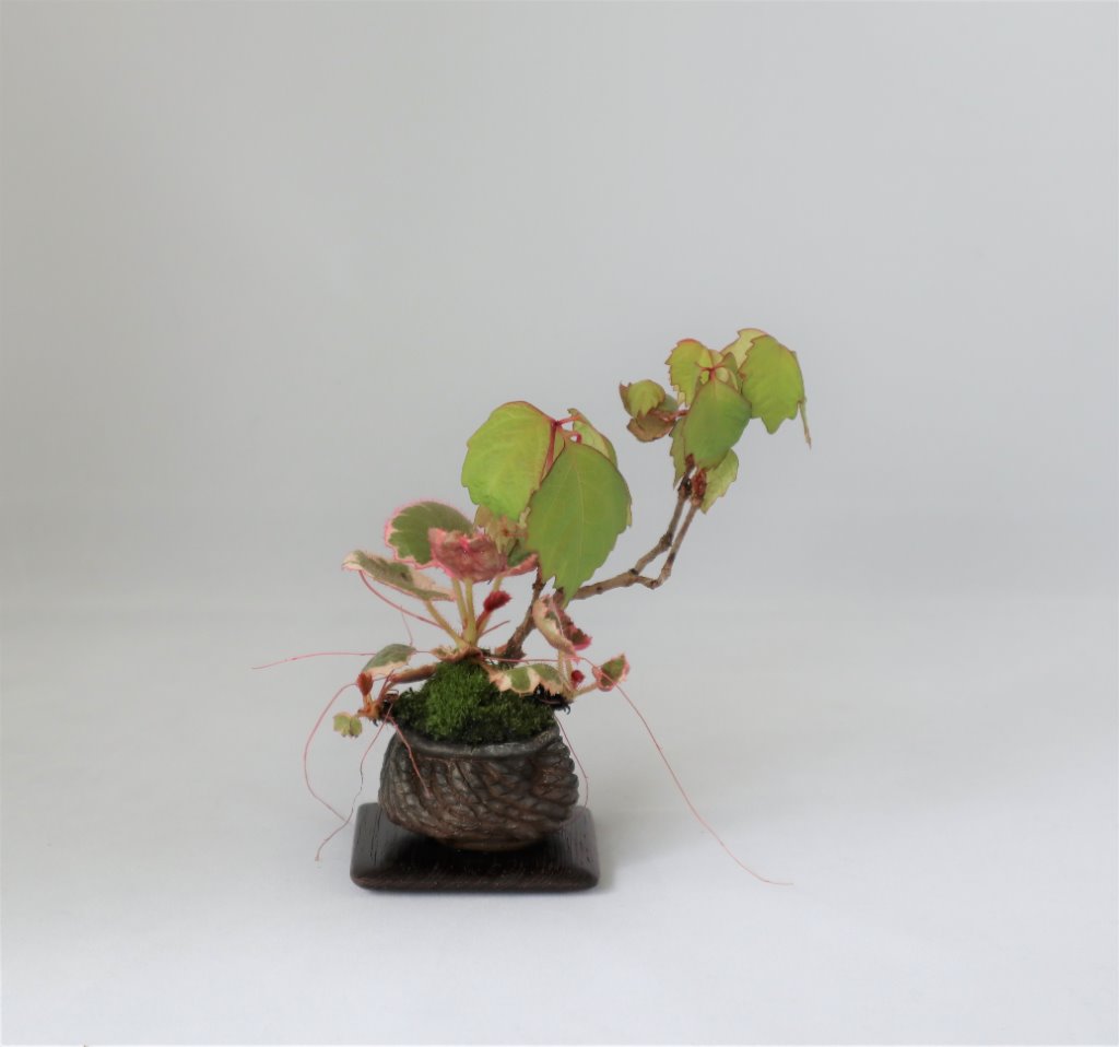 Wilder Wein, Saxifraga tricolor, Schale Masashi