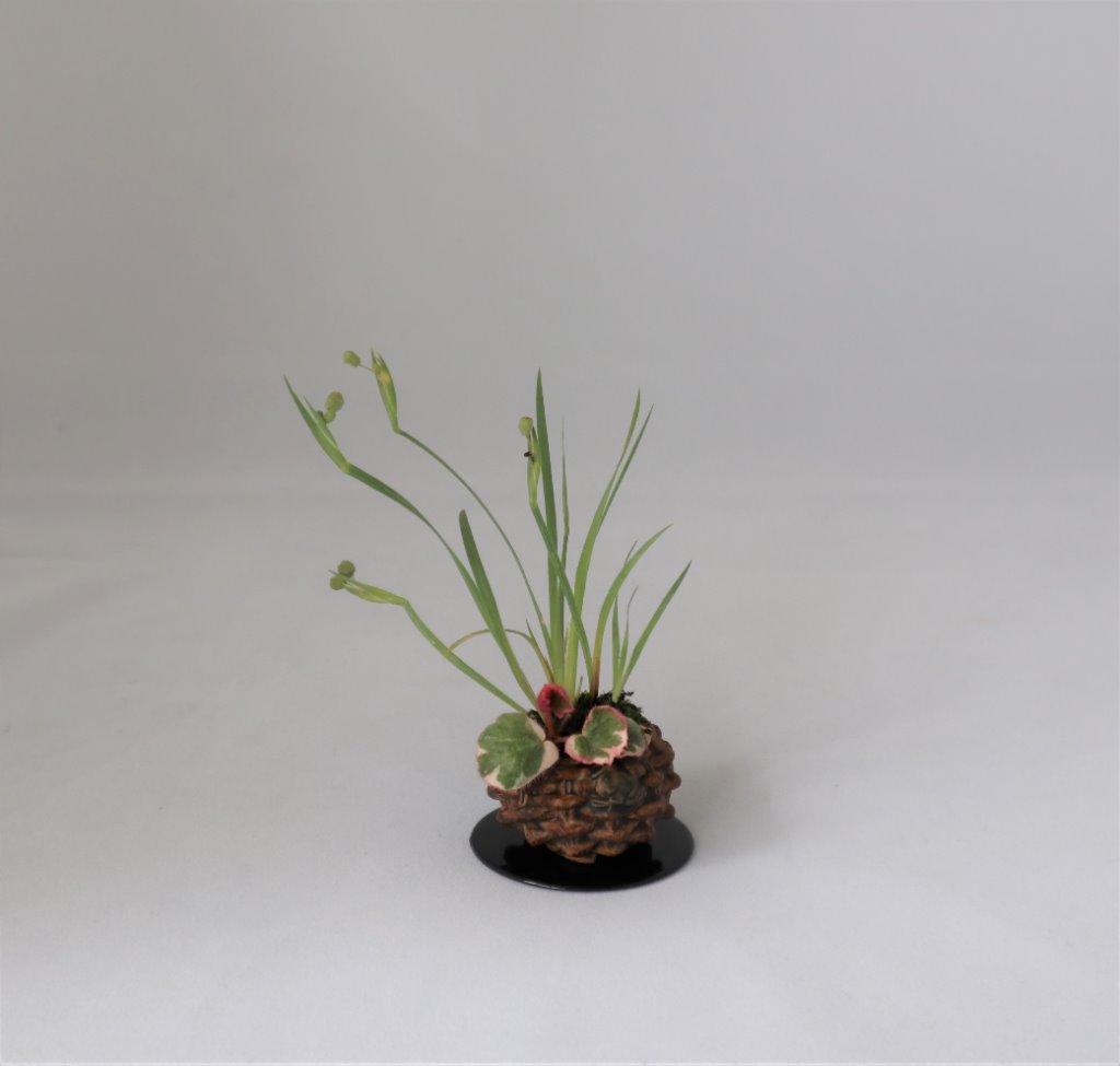 Weiße Binsenlilie, Saxifraga tricolor, Schale Masashi
