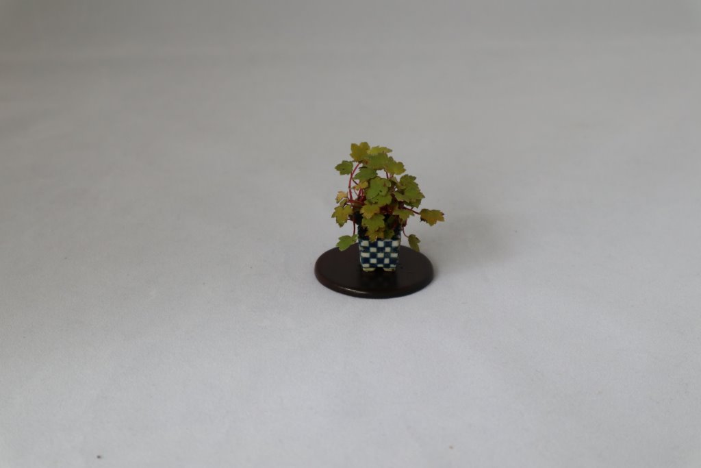 Saxifraga, Schale Yuki Shoseki