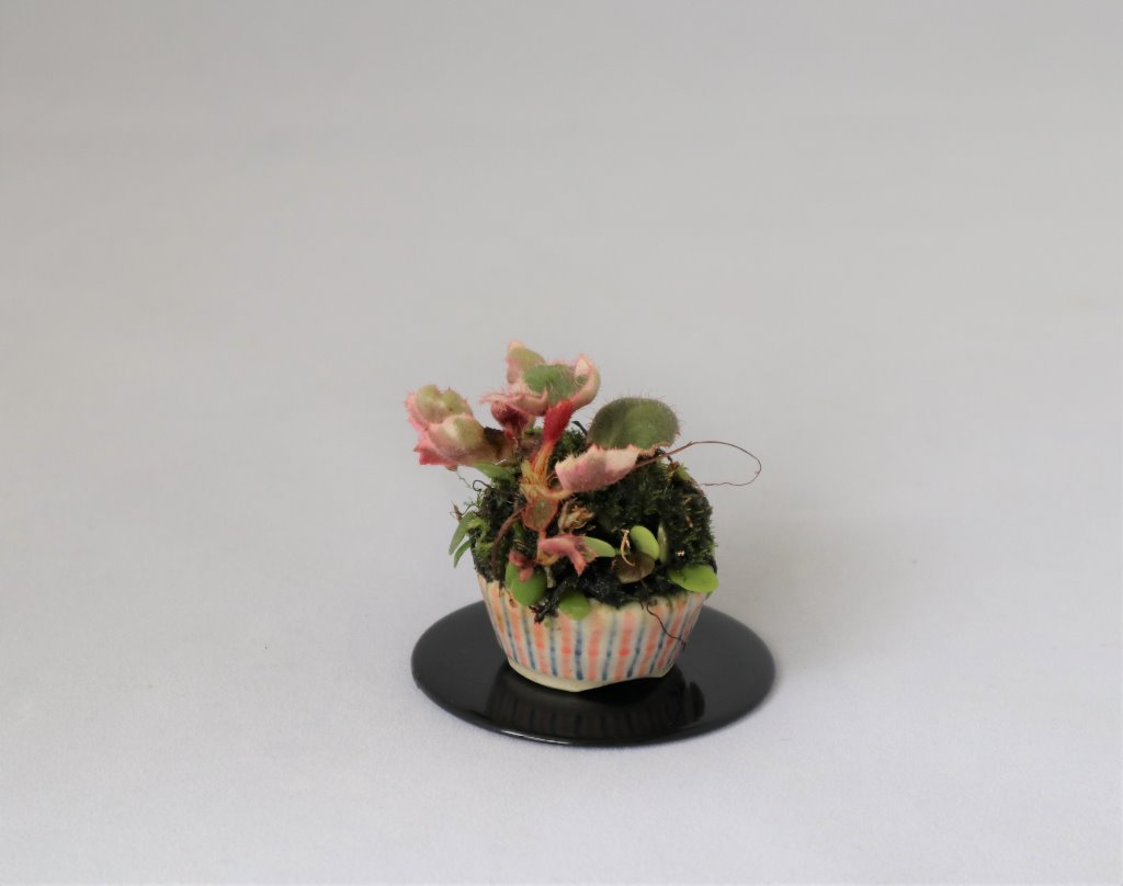 Saxifraga tricolor, Pyrrosia, Schale Tokoname