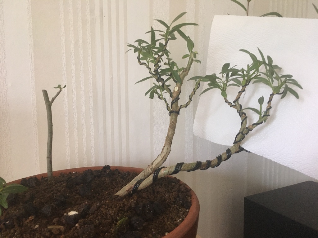 Hinter dem Zewa steckt ein Opfertrieb. Man hätte den Baum wie er sein/werden soll nicht gut erkannt, hätte ich ihn nicht abgedeckt.
