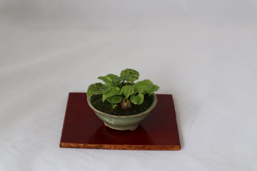 Ledebouria, Schale Japan alt