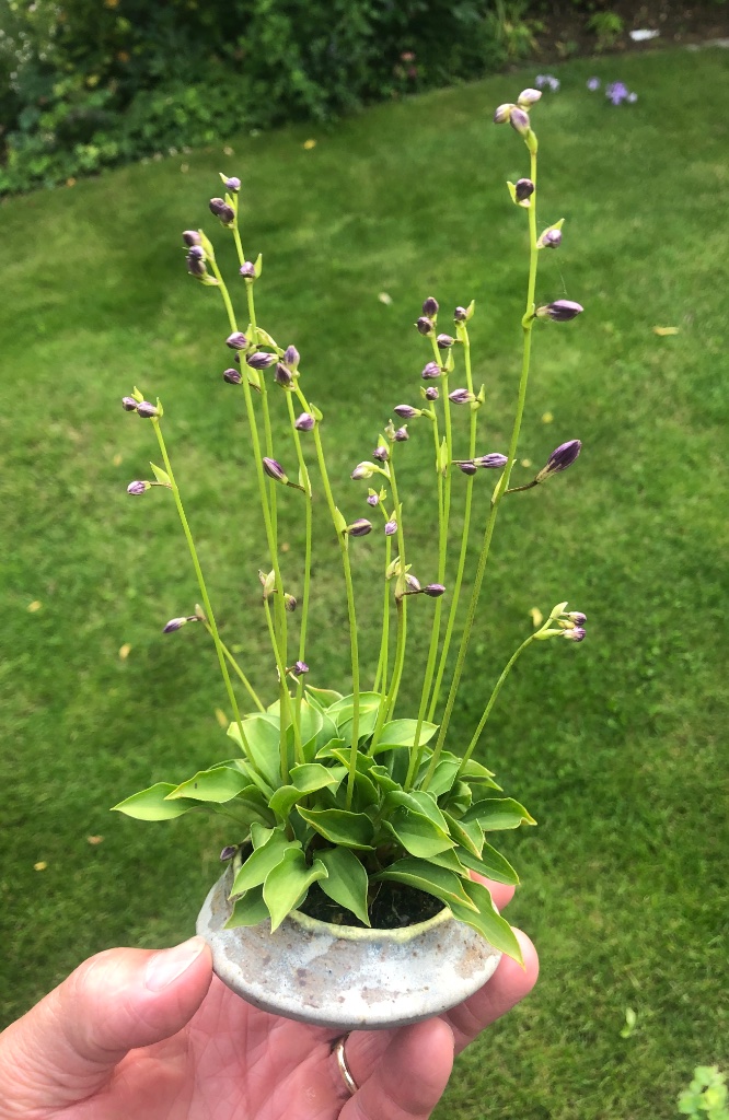 nur die Hostas lassen sich schon seit Wochen bitten, richtige unentschlossene Divas sind das heuer