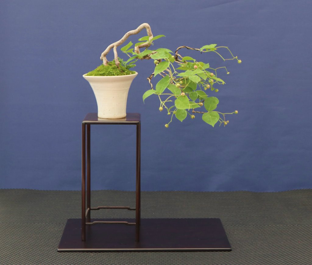 Pfaffenhut Kaskade, Euonymus latifolius, von Kaori Yamada