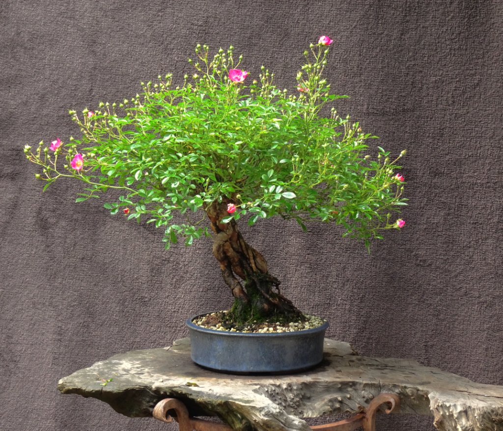 Rose_2020_06.JPG