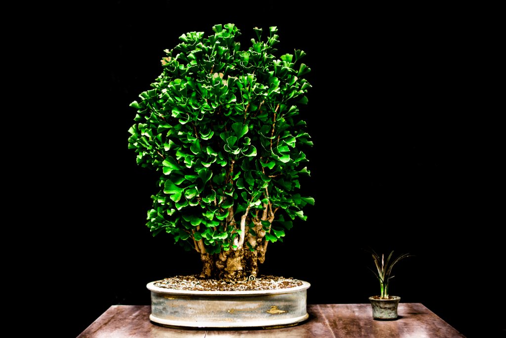 Fächerblattbaum von René Niwaki.jpg