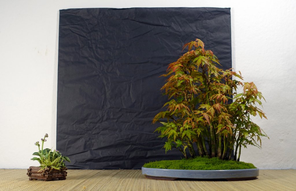 Shohin Display2 von Tofufee.jpg