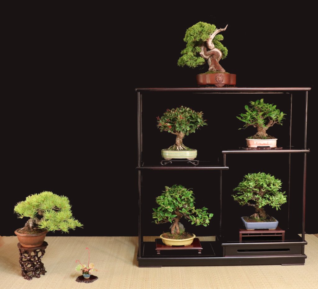 Shohin Display von Heike_vG.JPG