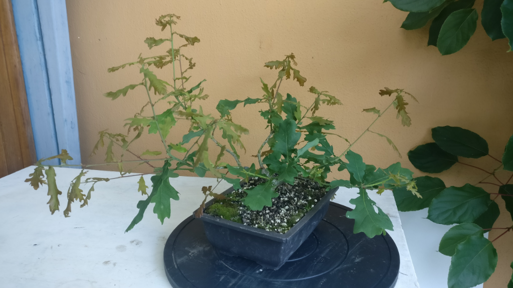 Quercus-robur-1-20200626.png